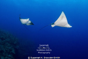 "Eagle Ray Ballet" - Two eagle rays glide just off the No... by Susannah H. Snowden-Smith 